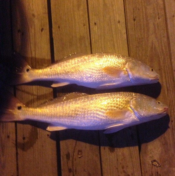 A photo of WalkerZander's catch