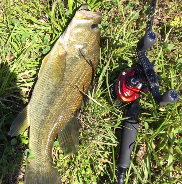 A photo of BNichol1's catch