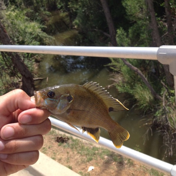 A photo of Harrison34's catch