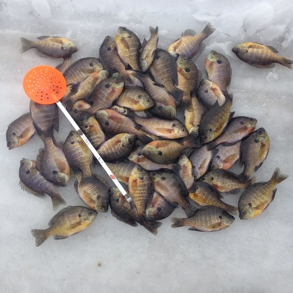 A photo of mike joppeck's catch