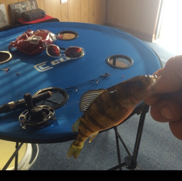 A photo of Johnny DeadNuts's catch