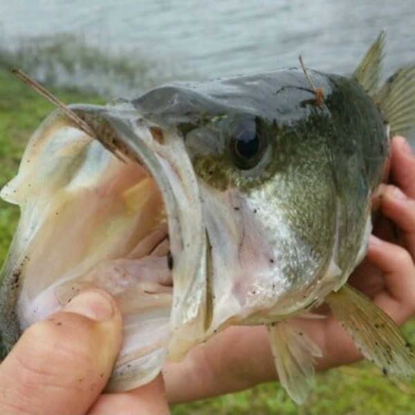 A photo of brandondampier_'s catch