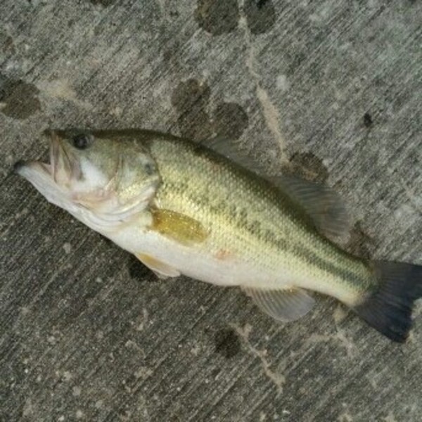 A photo of the_fishing_ryan's catch