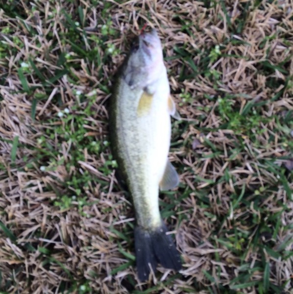 A photo of aggiefisherman's catch