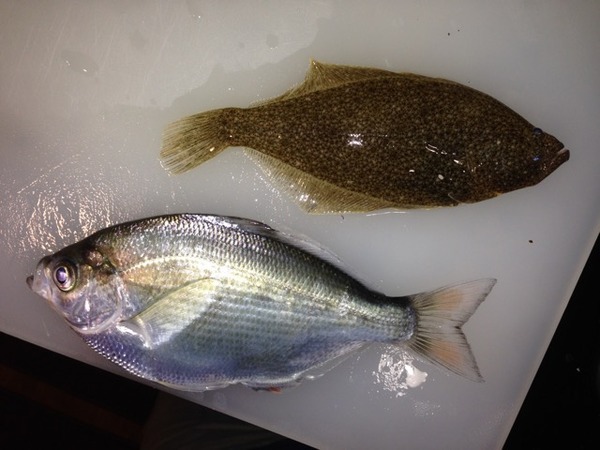 A photo of perchhunter's catch