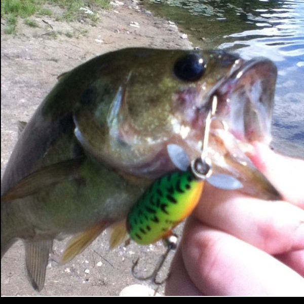 A photo of Max_munroe's catch