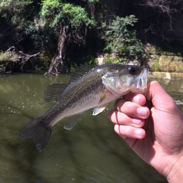 A photo of Peyton Glaze's catch