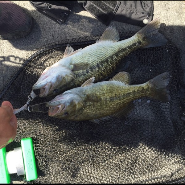 A photo of bayareabassin's catch