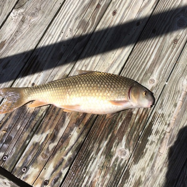 A photo of pathos89's catch