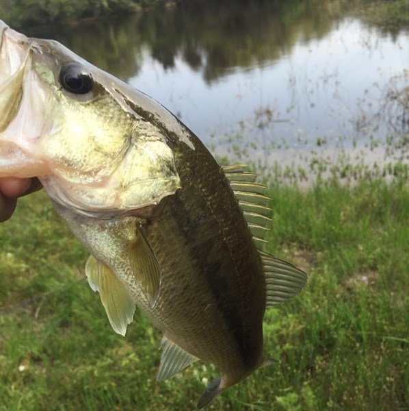 A photo of Smasher9000's catch