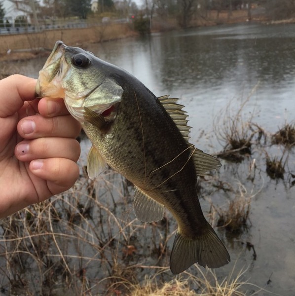 A photo of Seth_Mulholland's catch