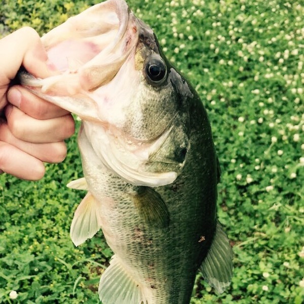A photo of PatMas's catch