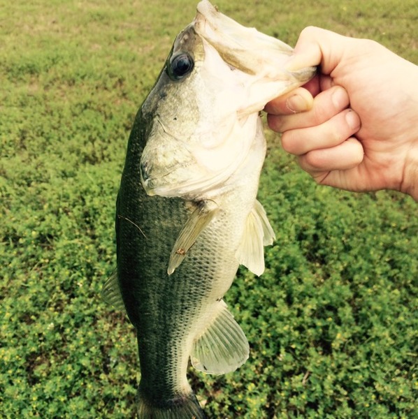 A photo of PatMas's catch