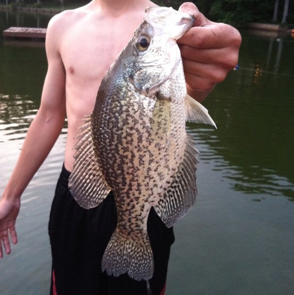 A photo of Wallard's catch