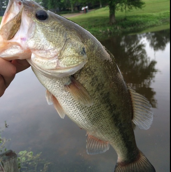 A photo of TXfish's catch