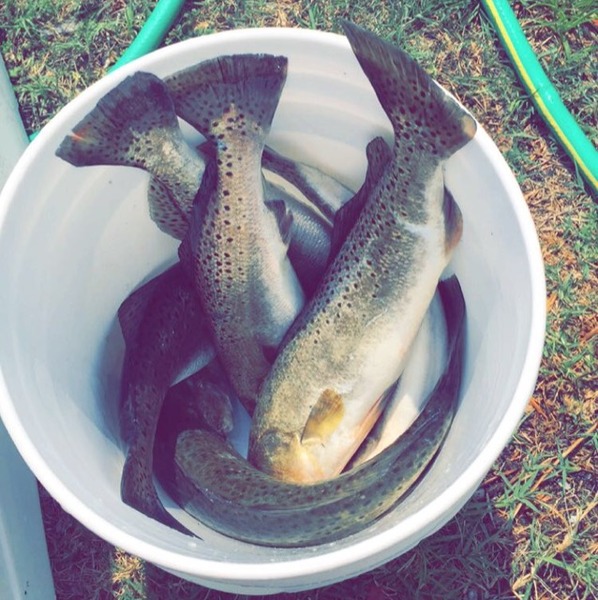 A photo of willohbee's catch