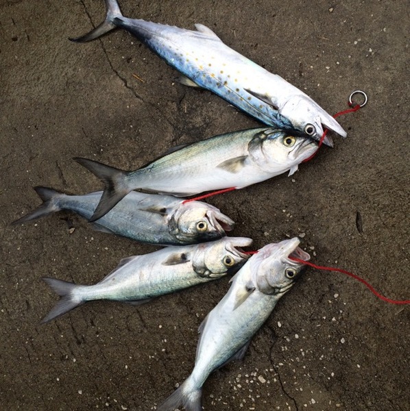 A photo of michaelmcardle's catch