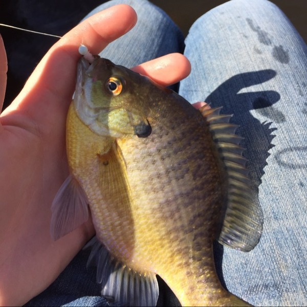 A photo of Cale Ellingson's catch