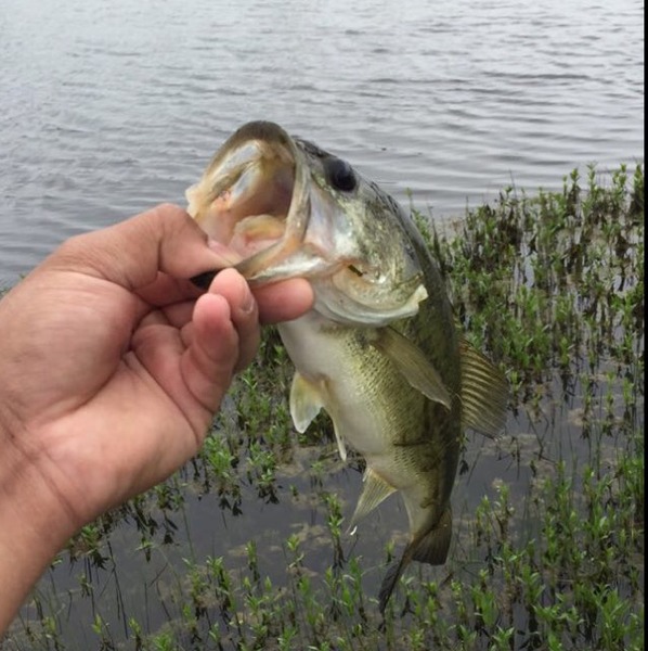 A photo of ptruax1's catch