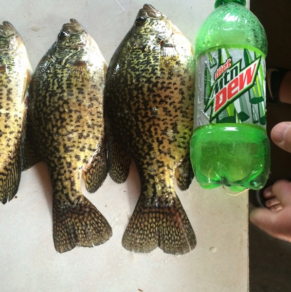 A photo of Kane  Schaefer 's catch
