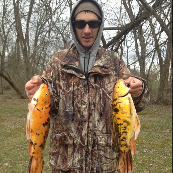 A photo of kcmadig's catch