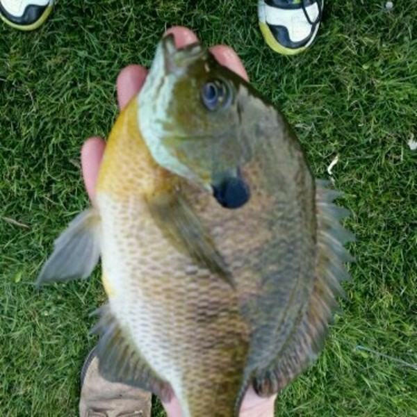 A photo of Andy Martin's catch