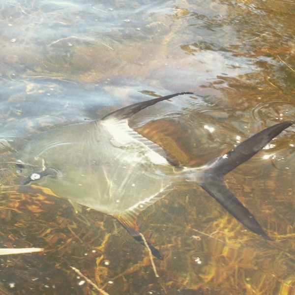 A photo of ecili7's catch