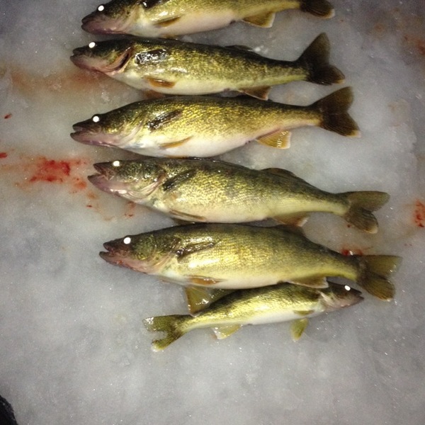 A photo of chefish's catch