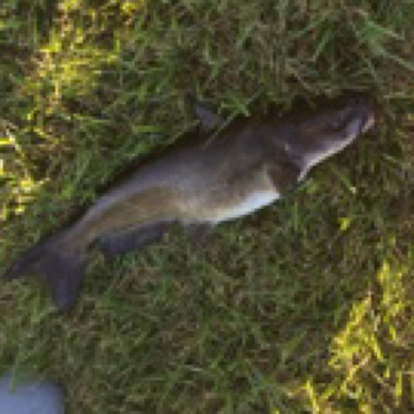A photo of fisherman_trevor's catch