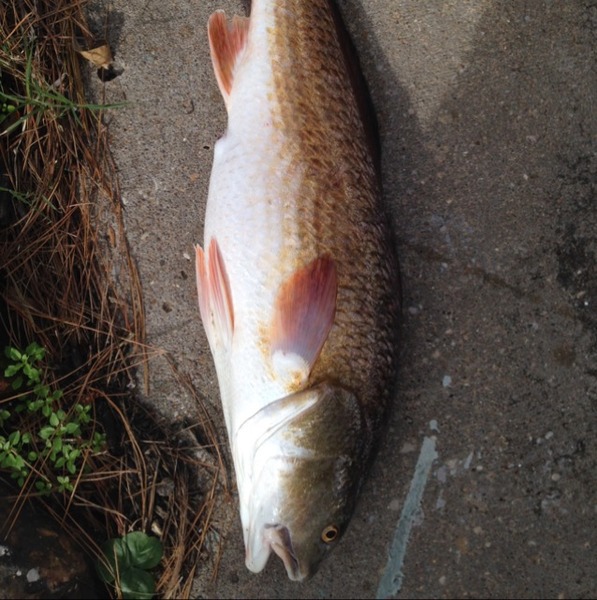 A photo of work_is_a_hobby's catch