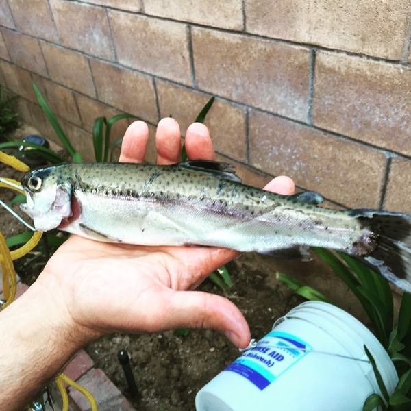 A photo of nickmetrie's catch
