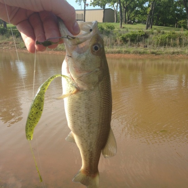 A photo of Zachary  McLeod's catch
