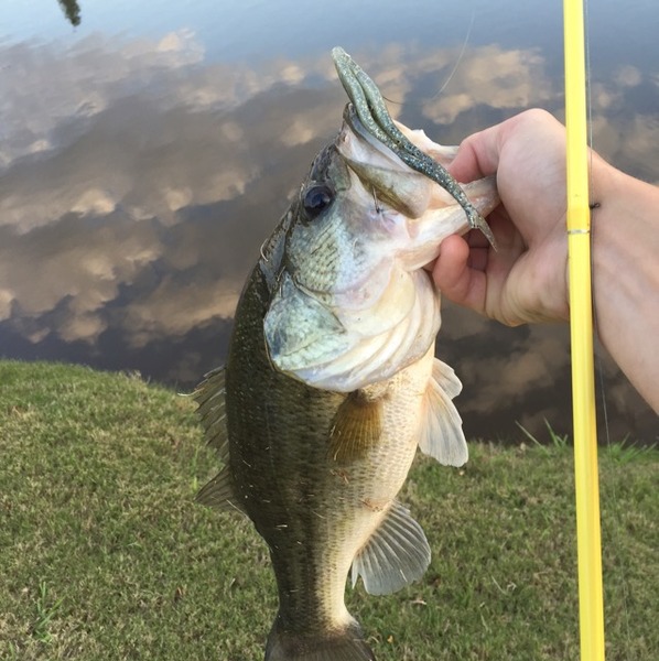 A photo of robby_scott1's catch