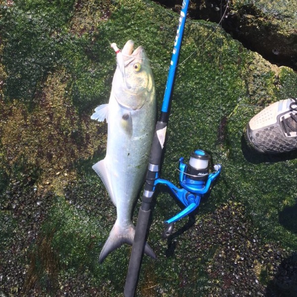A photo of JesseGoodman's catch