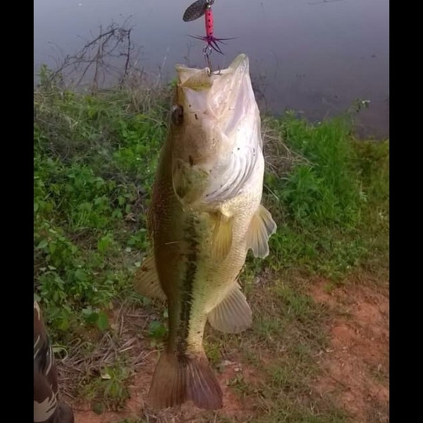 A photo of snakeshooter's catch