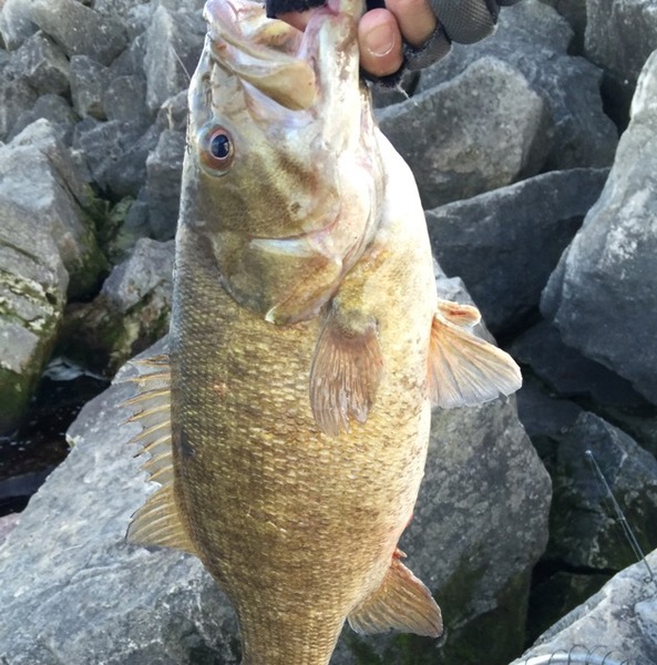 A photo of kidtone360's catch