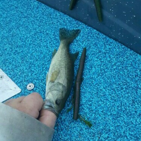 A photo of Chris  Wieller 's catch