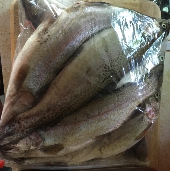 A photo of Ka Ming Yip's catch