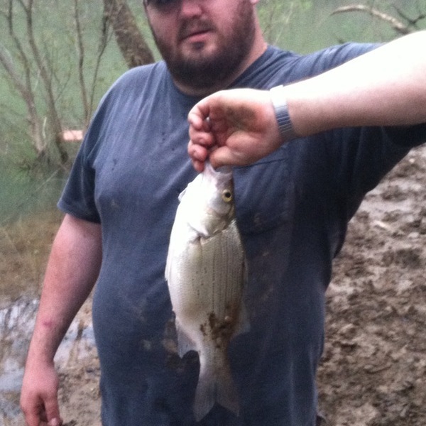 A photo of purv1s's catch