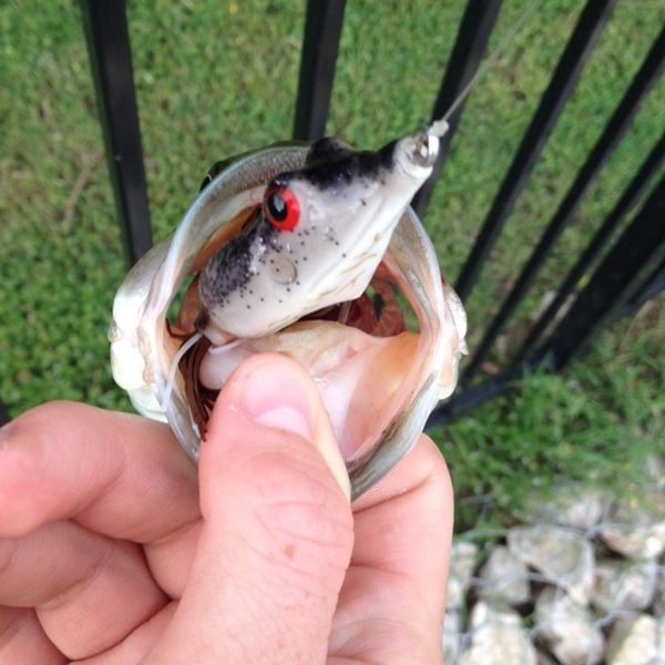 A photo of Garrison243's catch