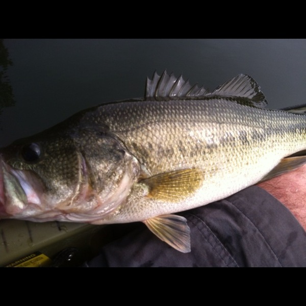 A photo of got2fish17's catch