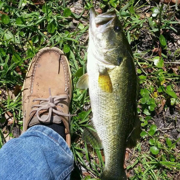 A photo of bassman8's catch