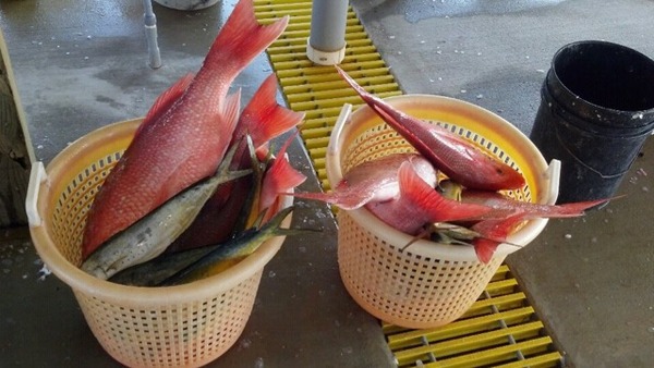 A photo of work_is_a_hobby's catch