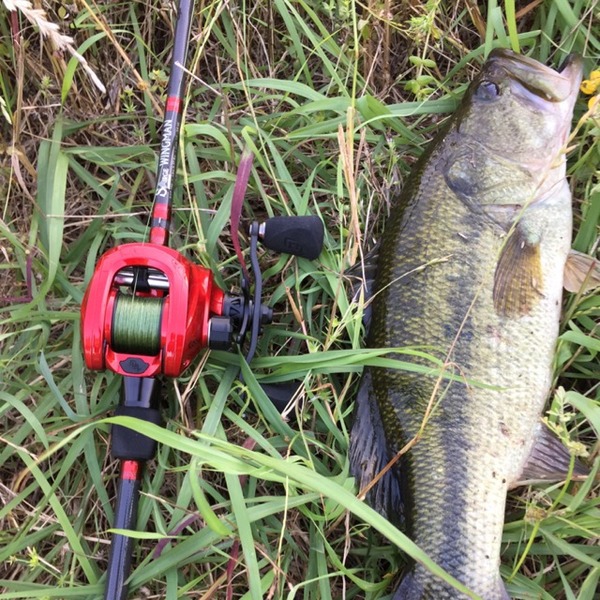 A photo of BNichol1's catch