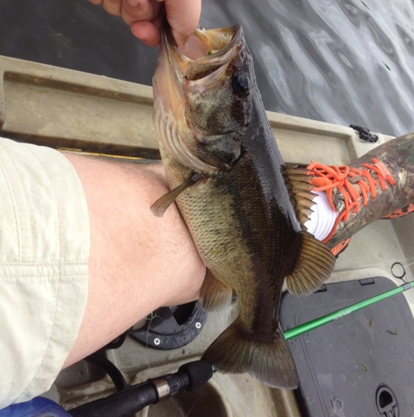 A photo of buckrodgers1539's catch