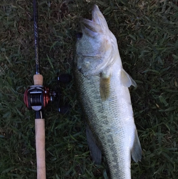 A photo of BNichol1's catch