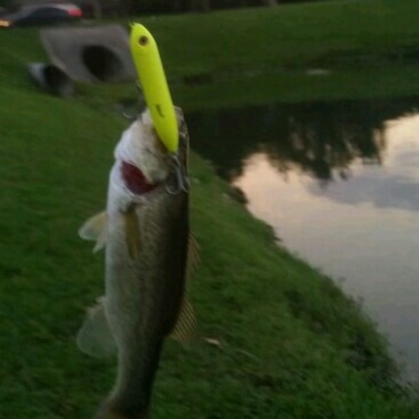 A photo of fisher_jc's catch