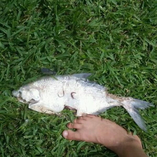 A photo of fisher_jc's catch