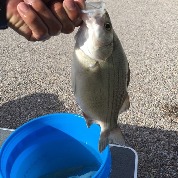 A photo of ptruax1's catch