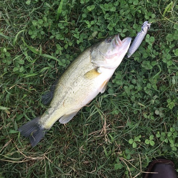 A photo of Cristian Medina's catch